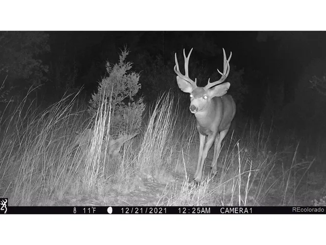 a view of yard with green space