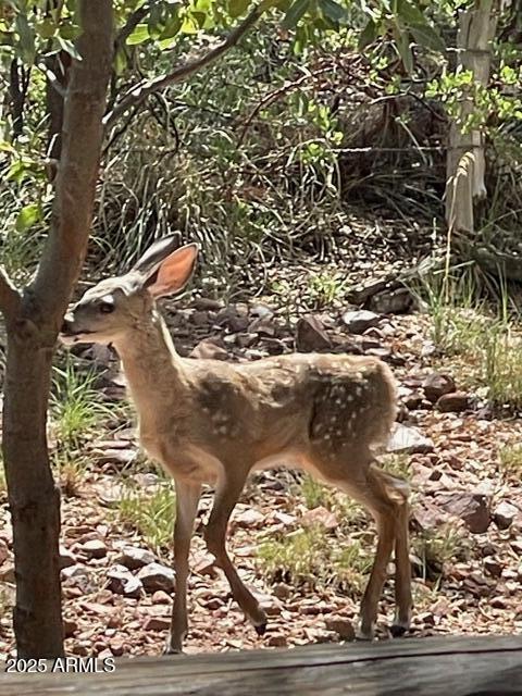 6215 Sharyn Road Pine, AZ 85544 - Photo 77 of 79 IMG_9462
