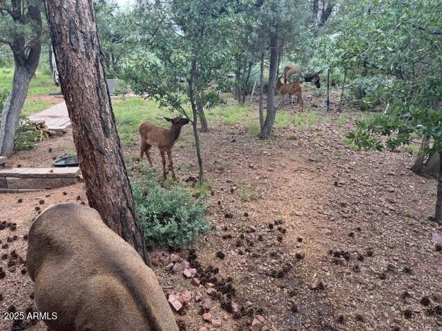 6215 Sharyn Road Pine, AZ 85544 - Photo 78 of 79 IMG_2855