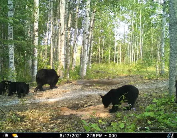 $249,000 | 3 West Ray Mn 56669, Kabetogama, MN 56669