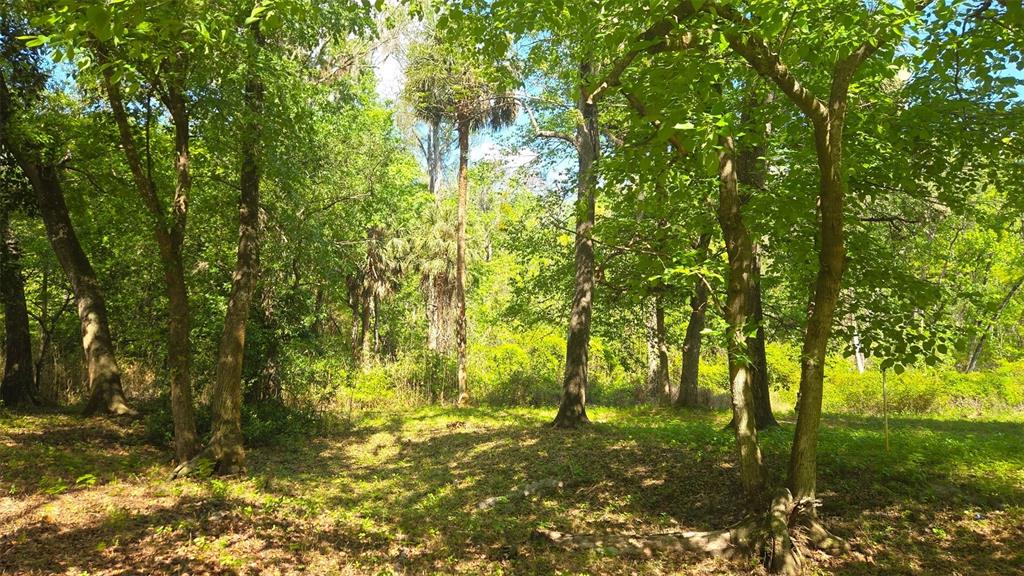 2140 St Johns River Road Astor, FL 32102 - Photo 9 of 13 a view of yard