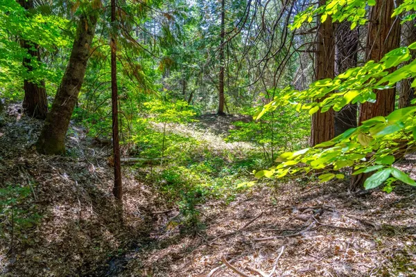 a view of large trees with plants and trees