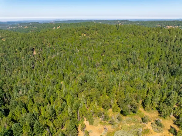 a view of a lush green forest