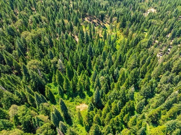 a view of a yard with large trees