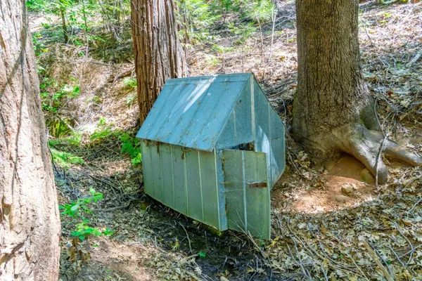 a view of a tree in a yard