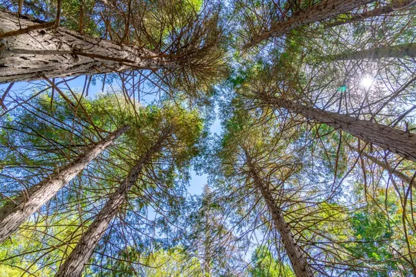 a close up of a white flower in a garden