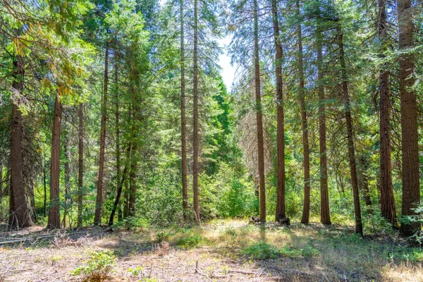 a close up of a plant in a garden