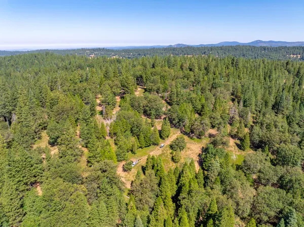 a view of a lush green forest with trees in the background