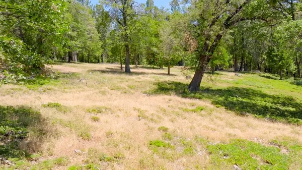 a view of a forest with a mountain
