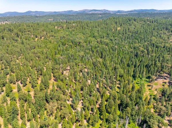 a view of a lush green forest with lots of trees