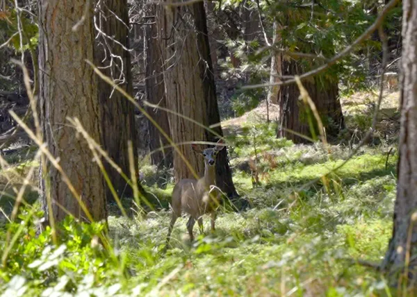 $545,000 | 0 Starkes Grade Road, Pollock Pines, CA 95726