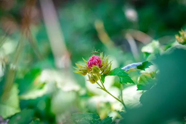 a view of a forest with trees in the background
