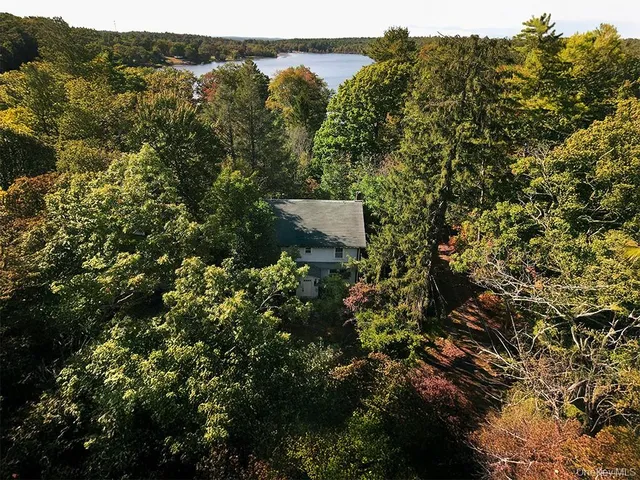 a view of a forest with a street