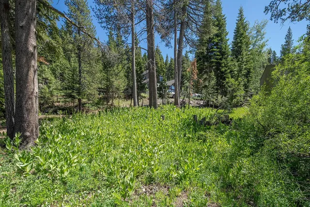 a green field with lots of bushes