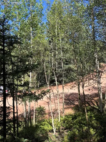 a view of a tree in a yard
