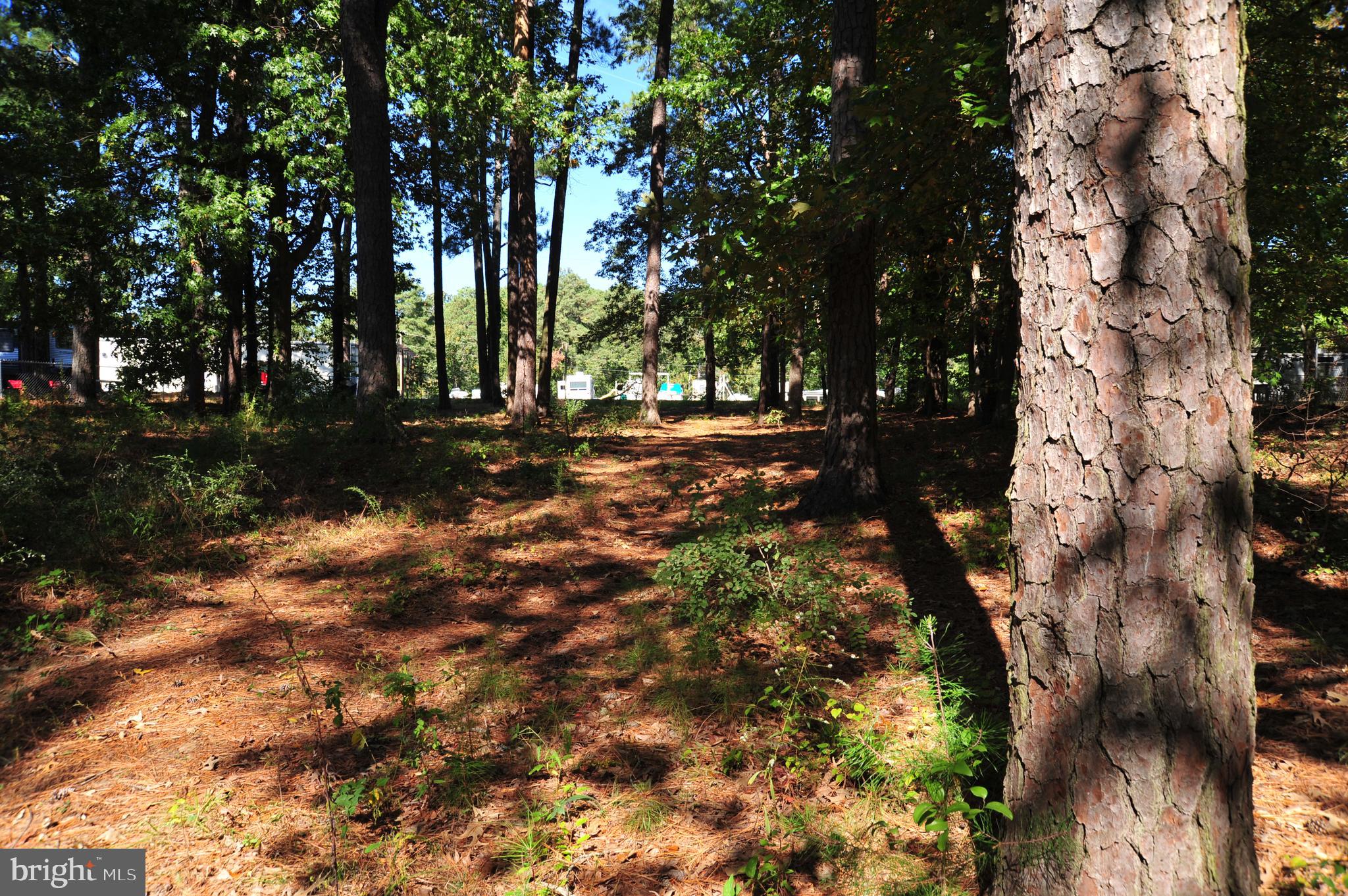 48595 Sea Side View Road Ridge, MD 20680 - Photo 16 of 18 Room between trees to drive to waterfront.