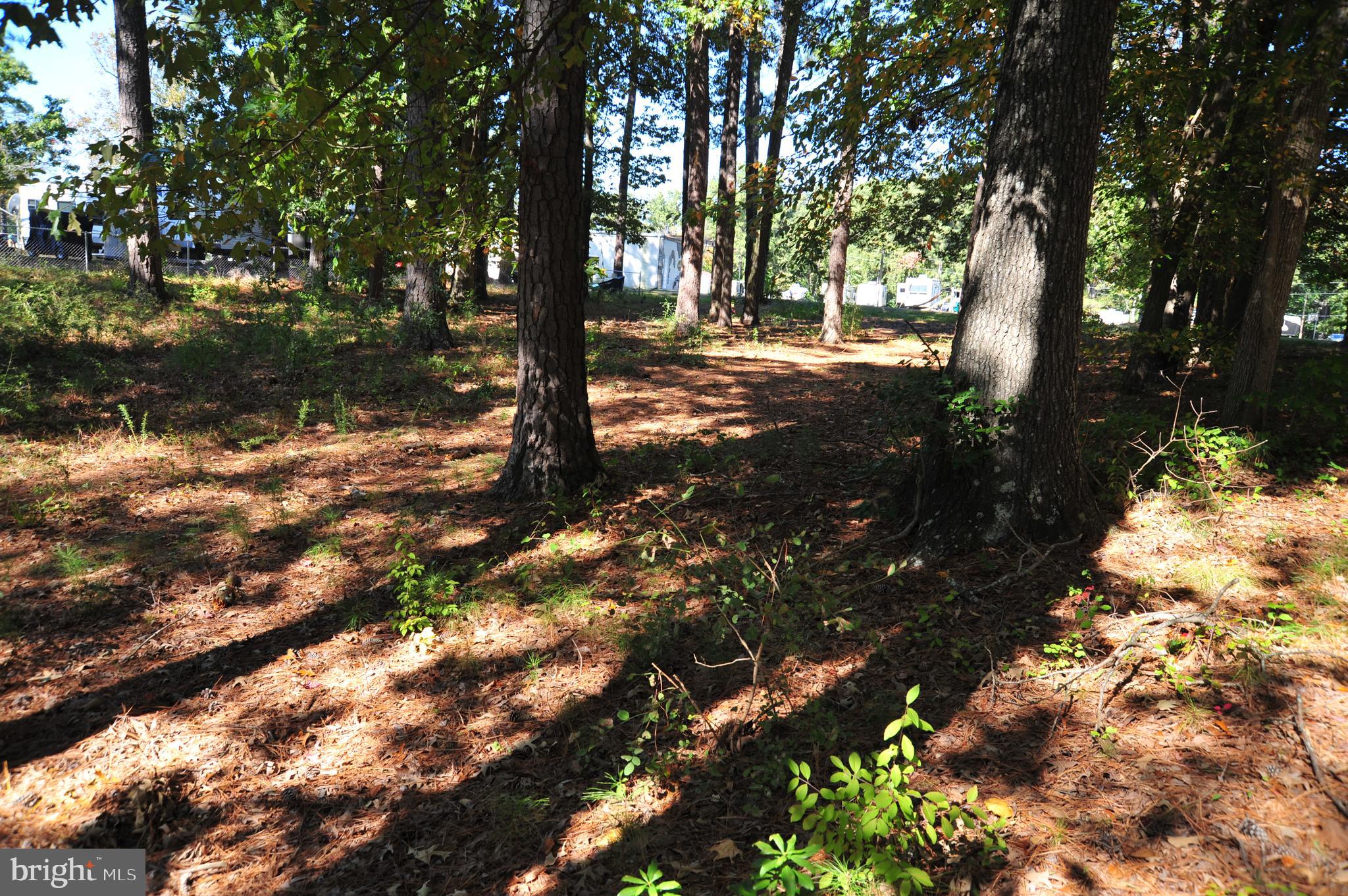 48595 Sea Side View Road Ridge, MD 20680 - Photo 18 of 18 Room between trees to drive to waterfront.