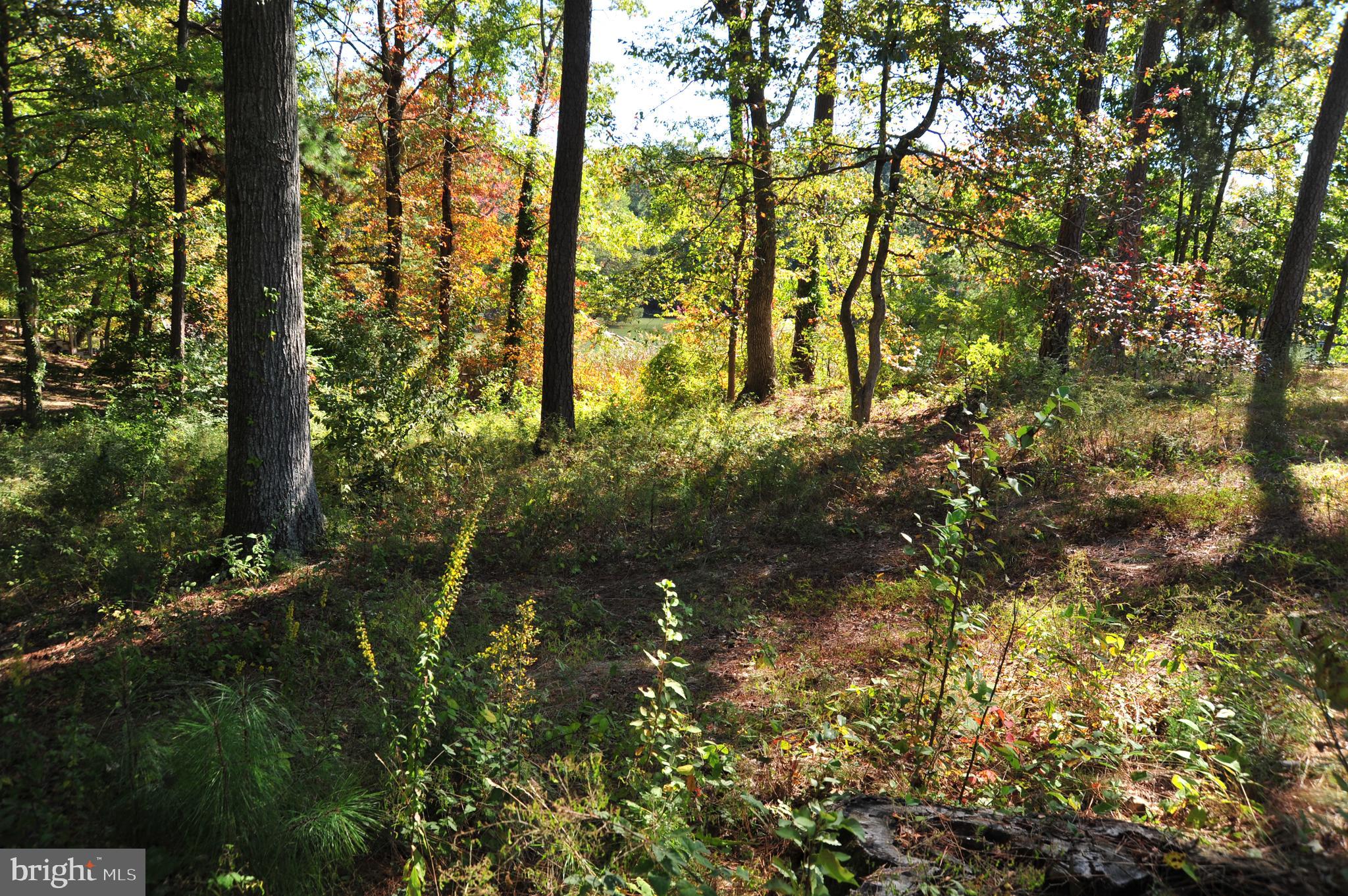 48595 Sea Side View Road Ridge, MD 20680 - Photo 5 of 18 Heart of lot looking South from roadway.
