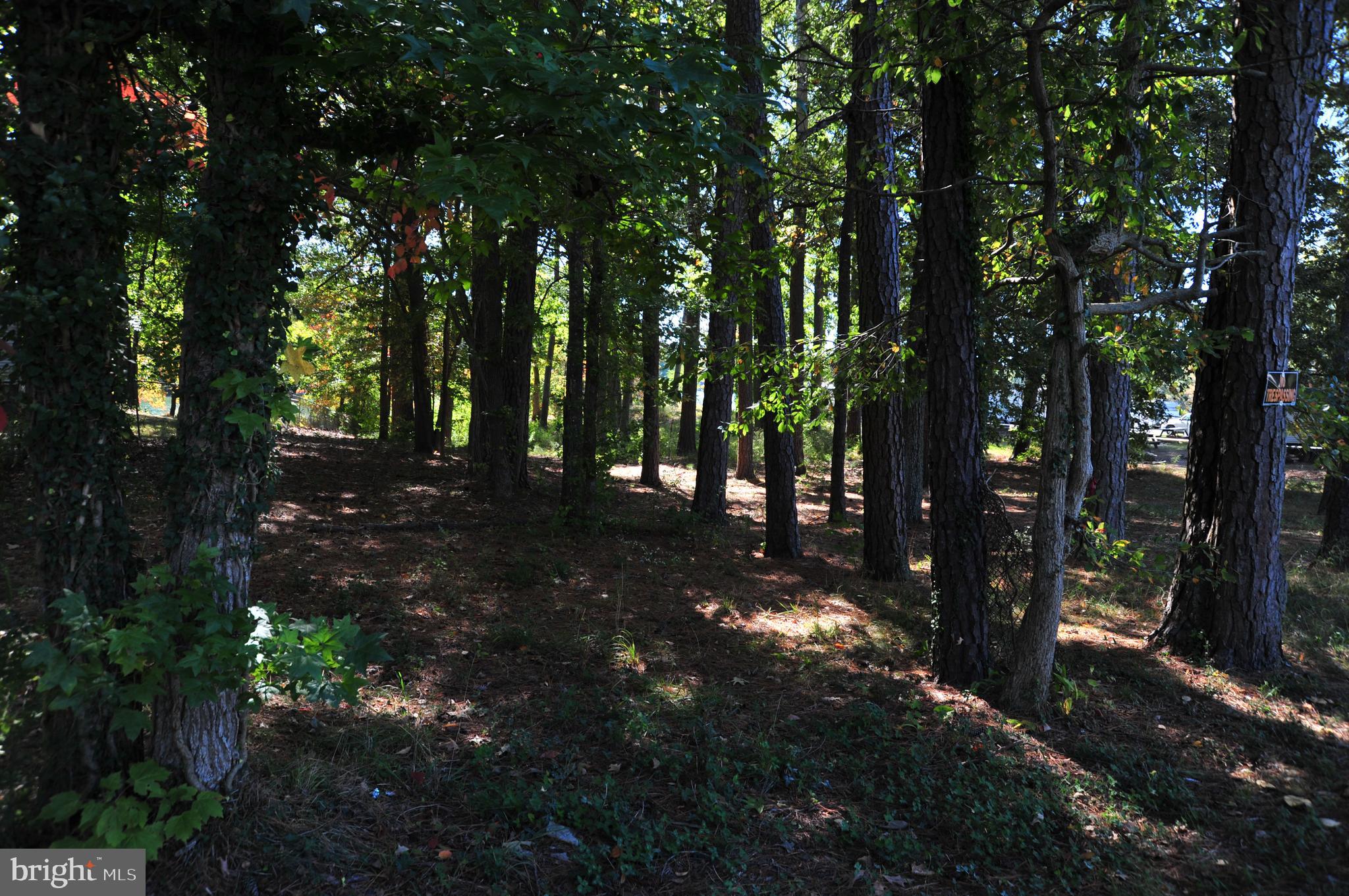 48595 Sea Side View Road Ridge, MD 20680 - Photo 6 of 18 Heavily treed on Eastern side of lot.