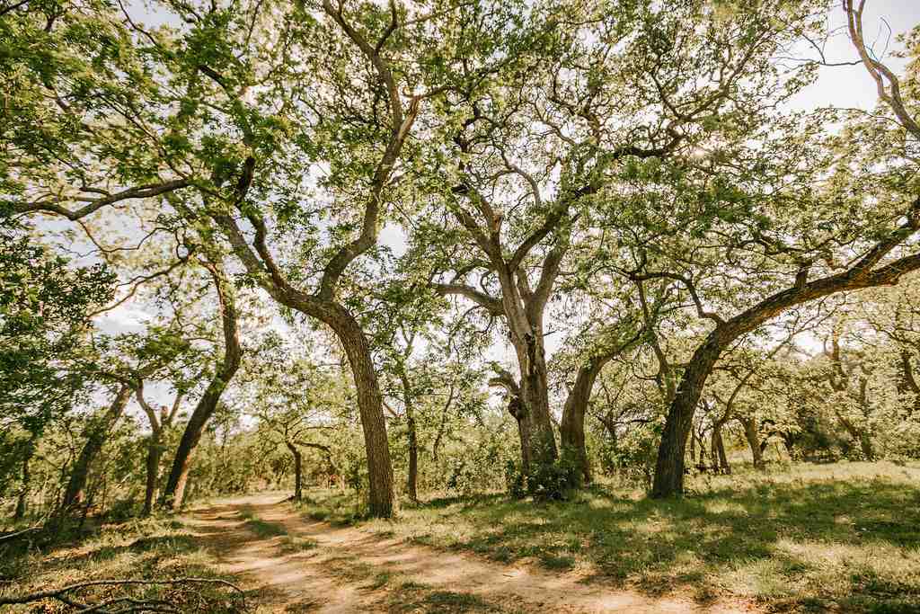 375 Co Road Uvalde, TX 78801 - Photo 15 of 30 a view of yard with trees
