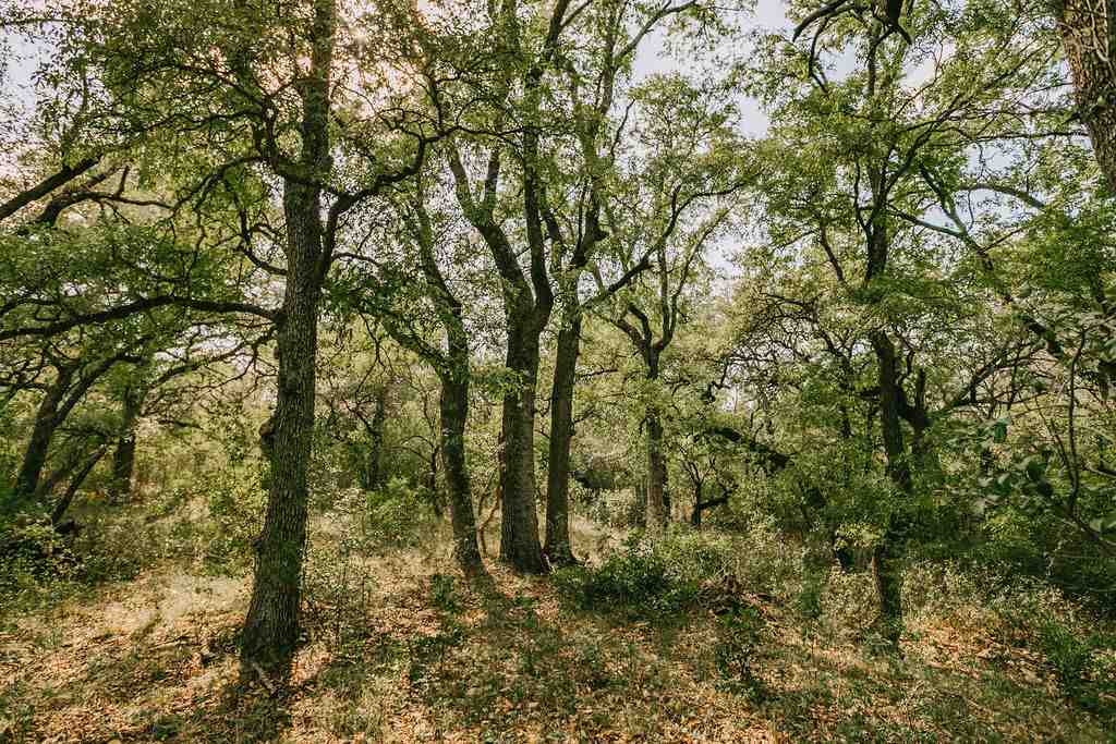 375 Co Road Uvalde, TX 78801 - Photo 16 of 30 a view of forest