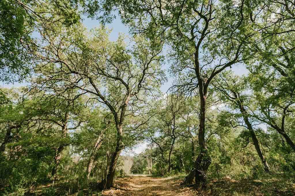 375 Co Road Uvalde, TX 78801 - Photo 5 of 30 a view of a yard with a tree