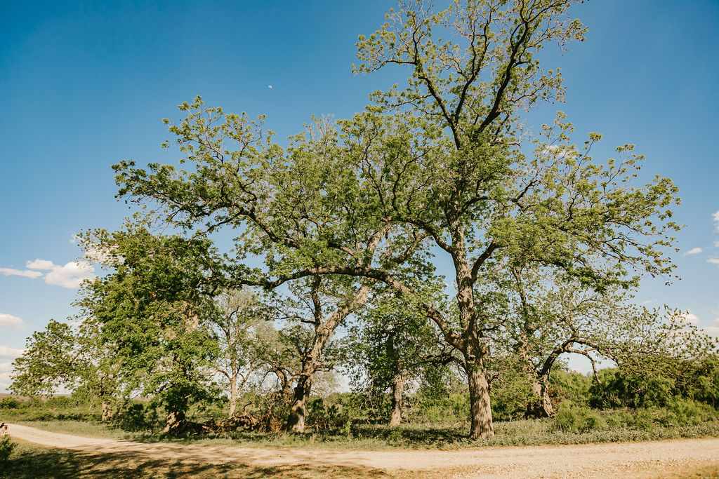 375 Co Road Uvalde, TX 78801 - Photo 8 of 30 a view of a yard