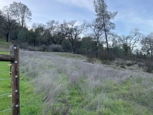 a view of a dry yard with trees