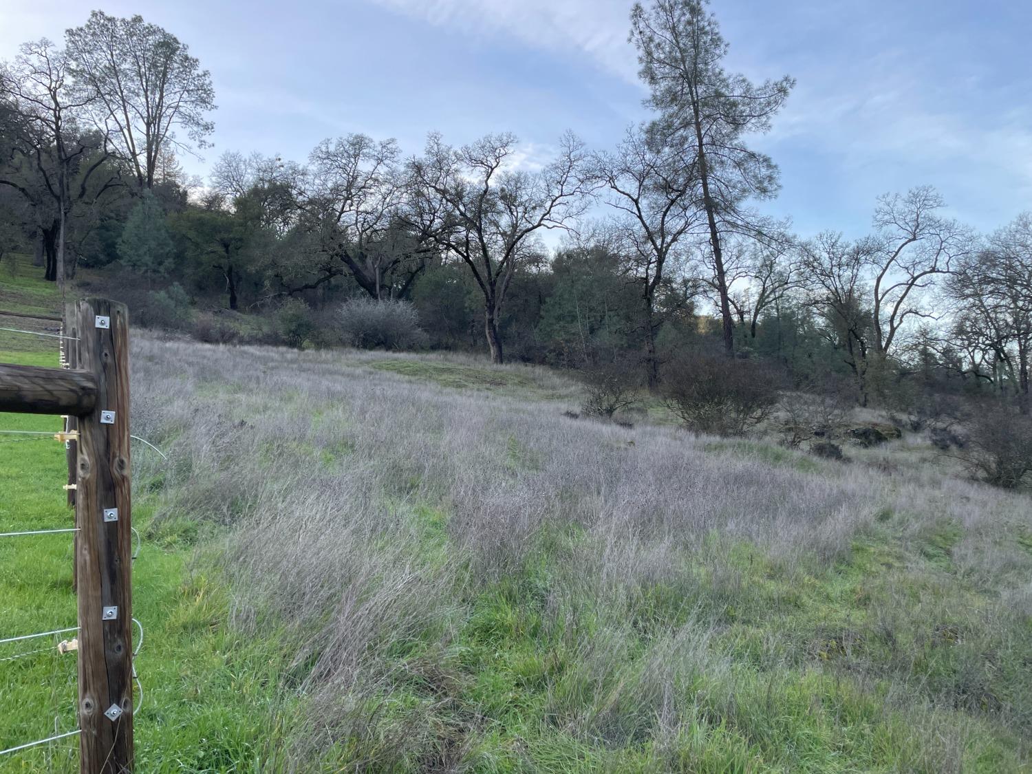 a view of a dry yard with trees