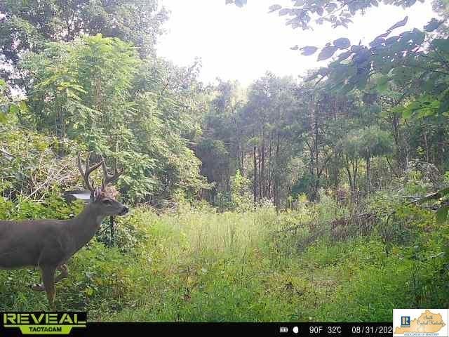 0 Black Beard Road Edmonton, KY 42129 - Photo 12 of 44 Gallery Image 12