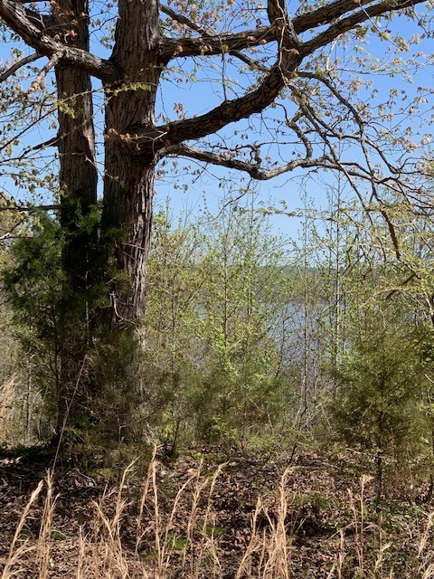 0 North Holland Point Road Waverly, TN 37185 - Photo 1 of 5 a view of a backyard of a house