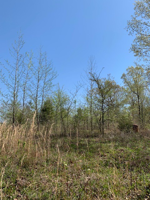 0 North Holland Point Road Waverly, TN 37185 - Photo 2 of 5 a view of a yard
