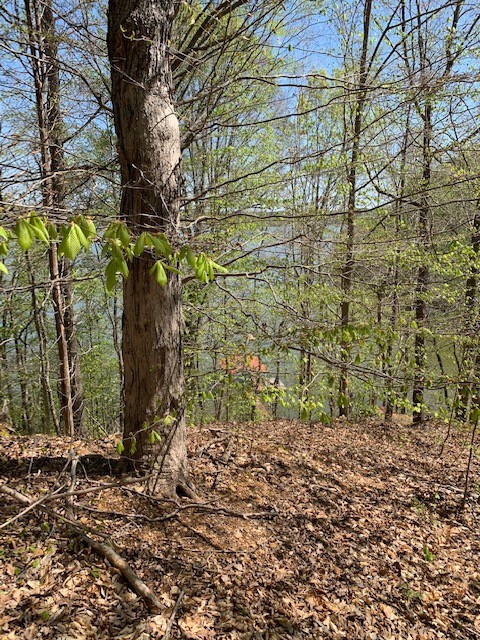 0 North Holland Point Road Waverly, TN 37185 - Photo 4 of 5 a view of a yard with plants and trees