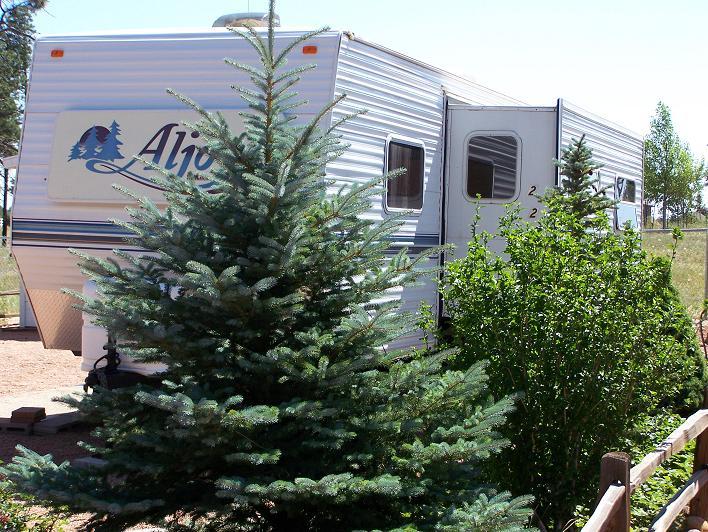 2723 Whiskey Road, Unit 143 Overgaard, AZ 85933 - Photo 5 of 6 LOT SHOWING PLANTED TREES