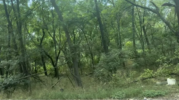 a view of a lush green forest
