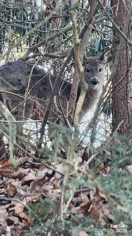 $52,000 | 4 Coke Candler Lane, Candler, NC 28715