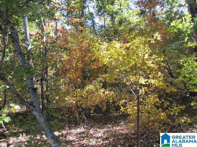 0 Avery Road Oneonta, AL 35121 - Photo 3 of 16