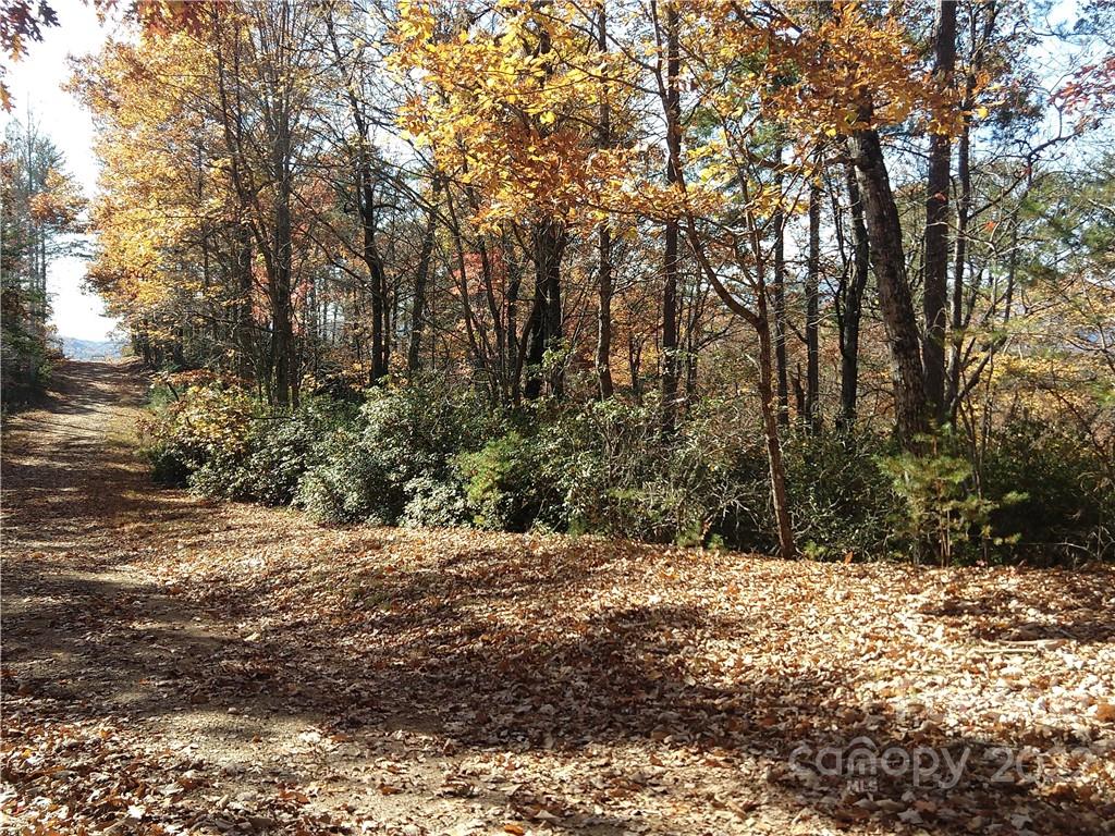 231 Amy Ridge Road Lake Lure, NC 28746 - Photo 4 of 23 a view of a yard with trees