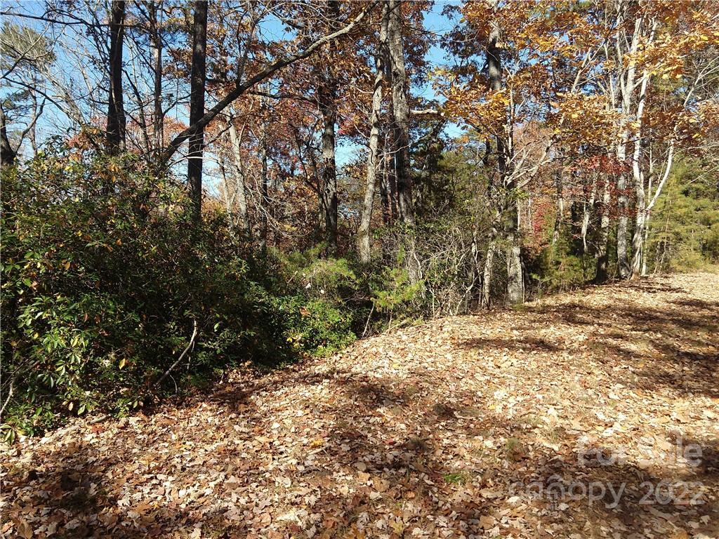 231 Amy Ridge Road Lake Lure, NC 28746 - Photo 5 of 23 a view of a yard with trees