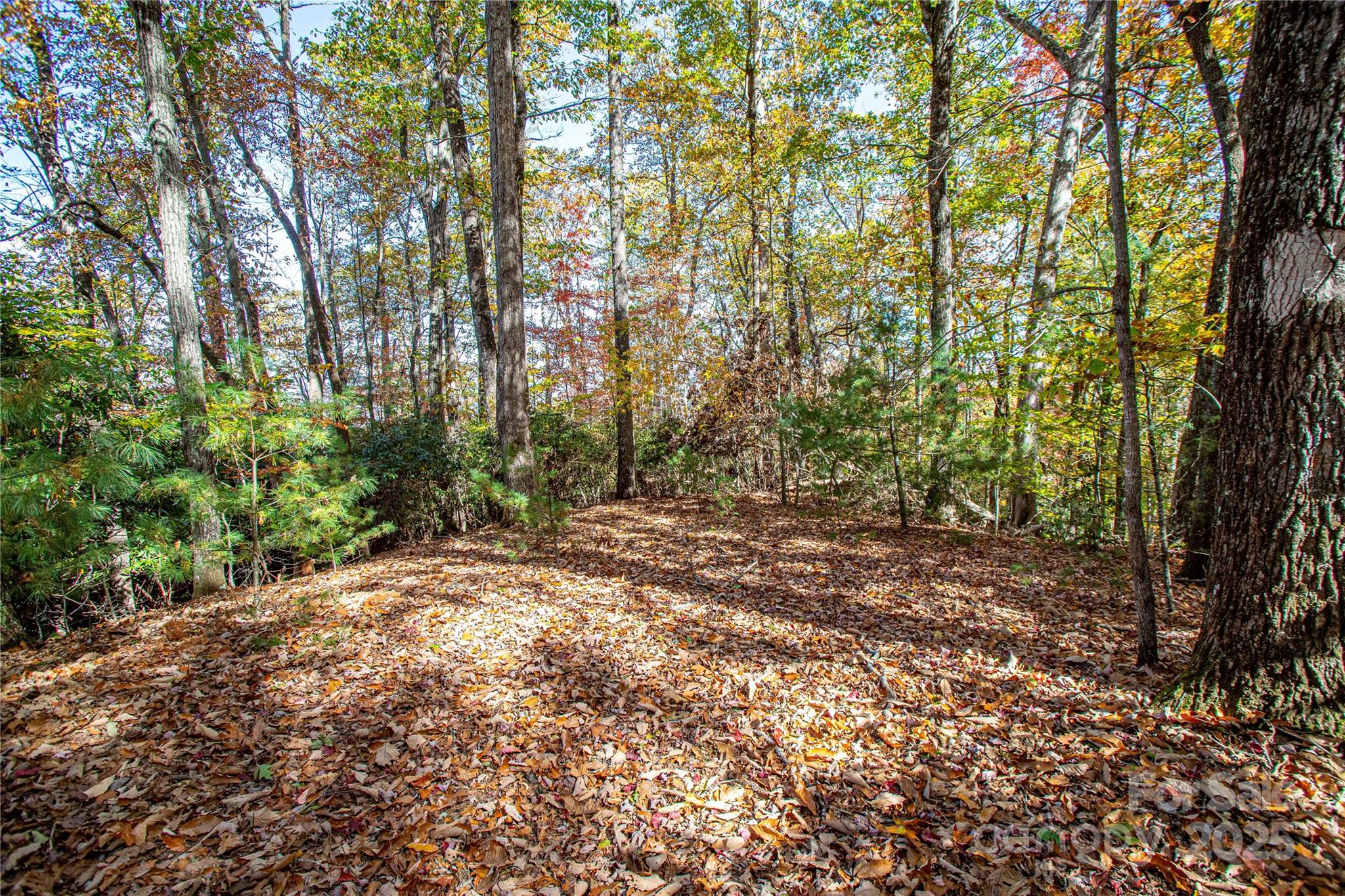 Tbd Tbd Reserve Road, Unit 9A Pisgah Forest, NC 28768 - Photo 12 of 15 a view of a forest with trees