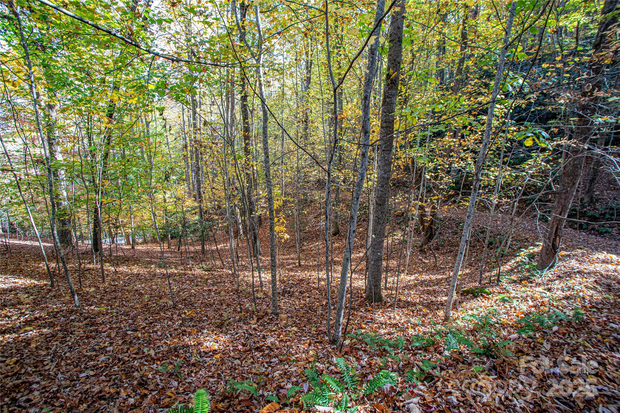 Tbd Tbd Reserve Road, Unit 9A Pisgah Forest, NC 28768 - Photo 13 of 15 a view of a forest with trees