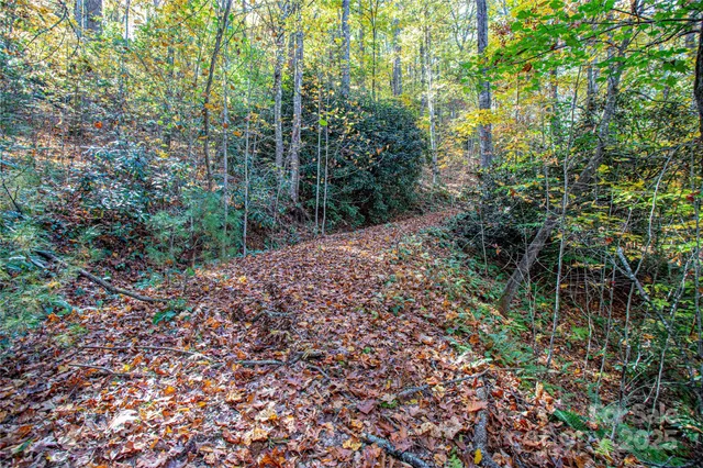 a view of a forest with lots of trees