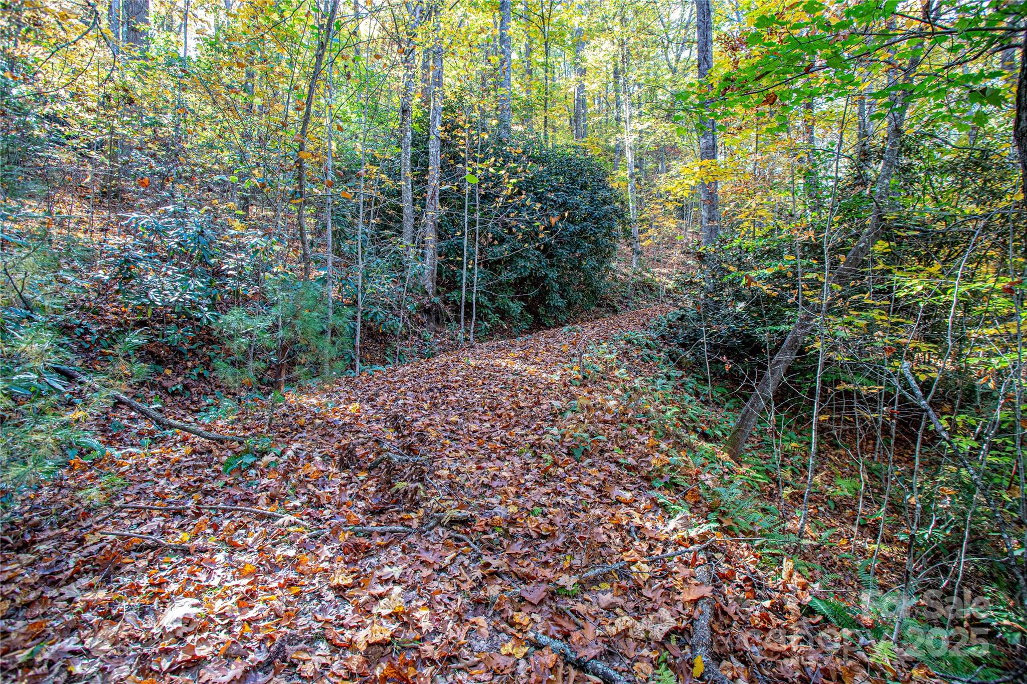 Tbd Tbd Reserve Road, Unit 9A Pisgah Forest, NC 28768 - Photo 8 of 15 a view of a forest with trees