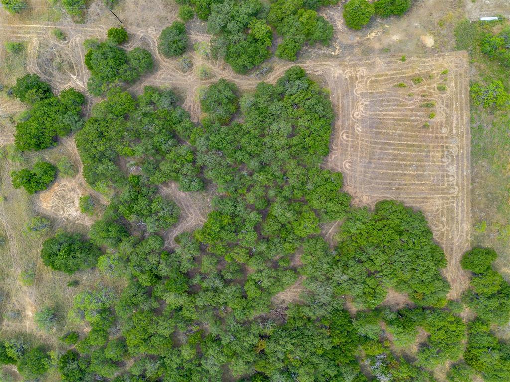 205 Pheasant Run Court Sunset, TX 76270 - Photo 28 of 28 a view of a plant with lots of bushes