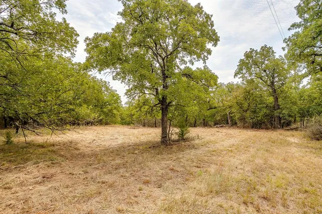 a road view with large trees