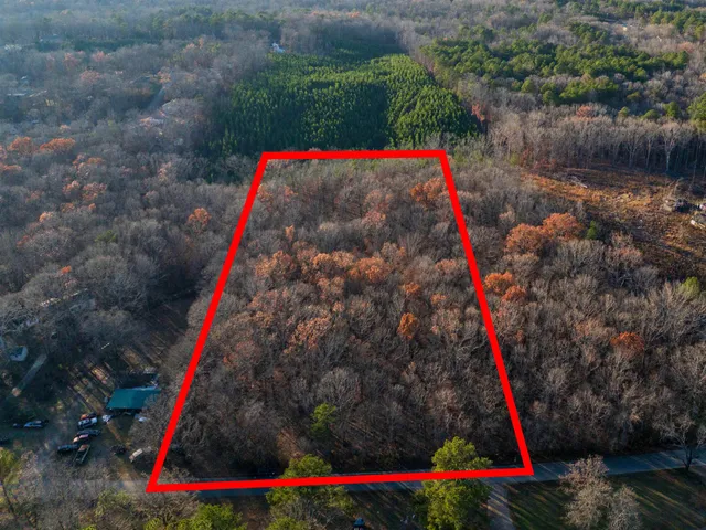 a view of under a large tree