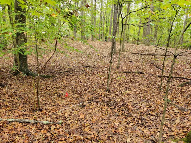 a view of a backyard with trees