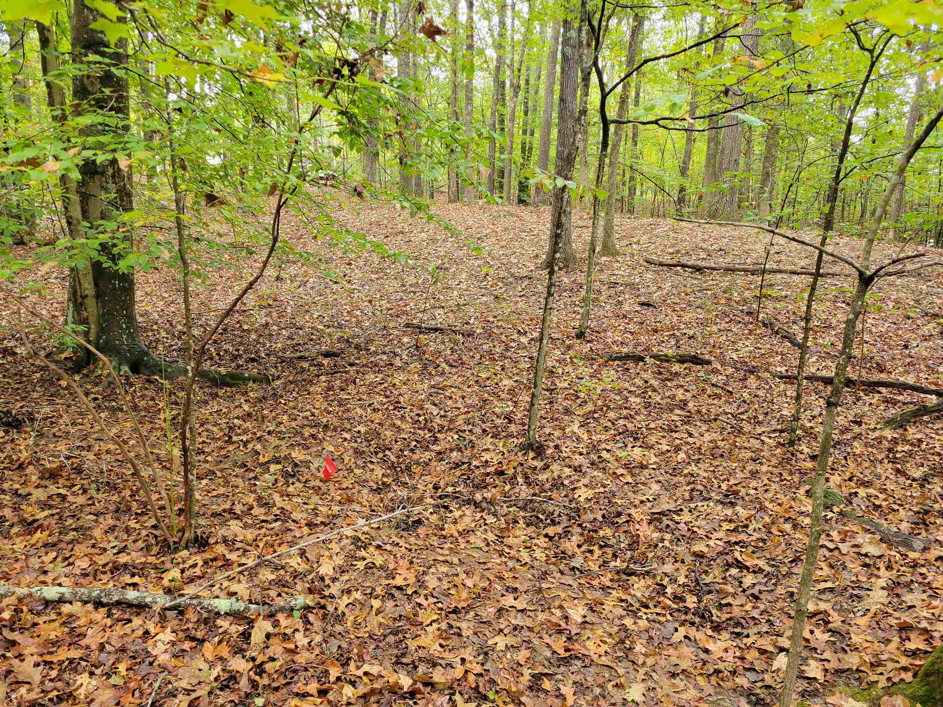 0 Sewell Road Selmer, TN 38375 - Photo 5 of 8 a view of yard