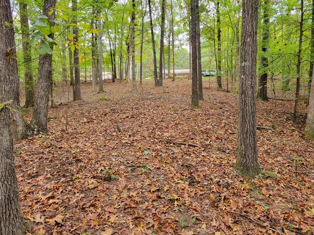 a view of dirt yard with a large tree
