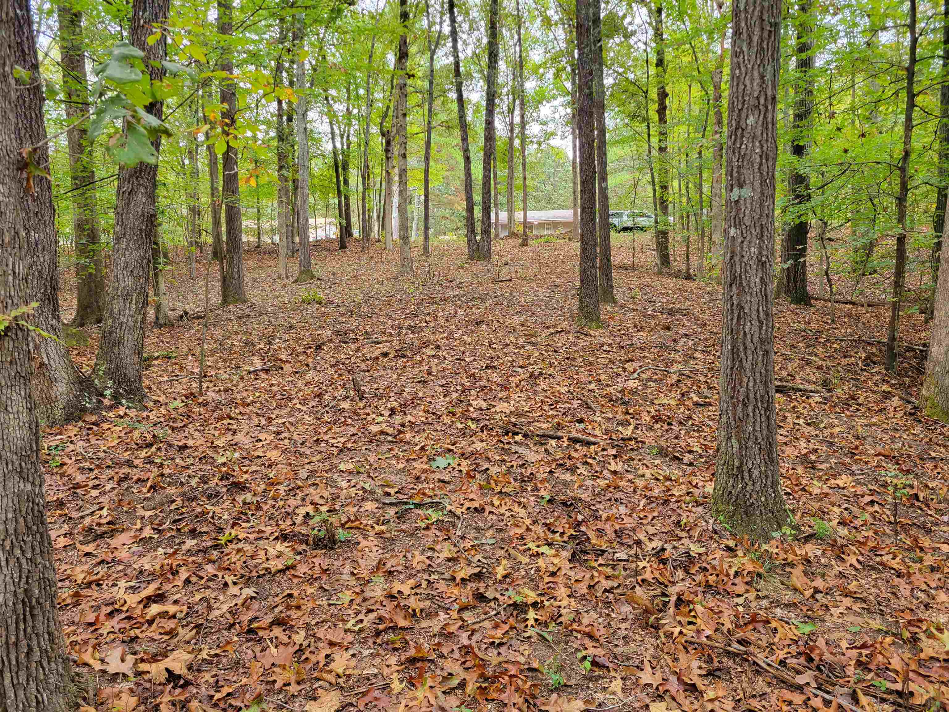 0 Sewell Road Selmer, TN 38375 - Photo 6 of 8 a view of a backyard with trees